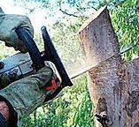 Reliable Tecumseh, NE Tree Services Solutions